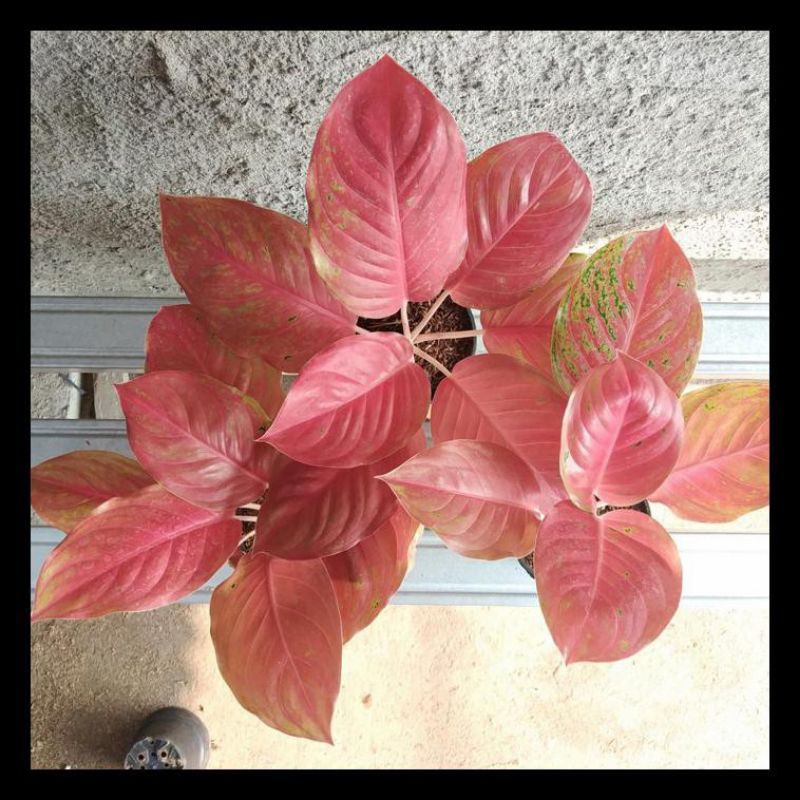 Jual bibit tanaman hias Aglonema striptis mutasi