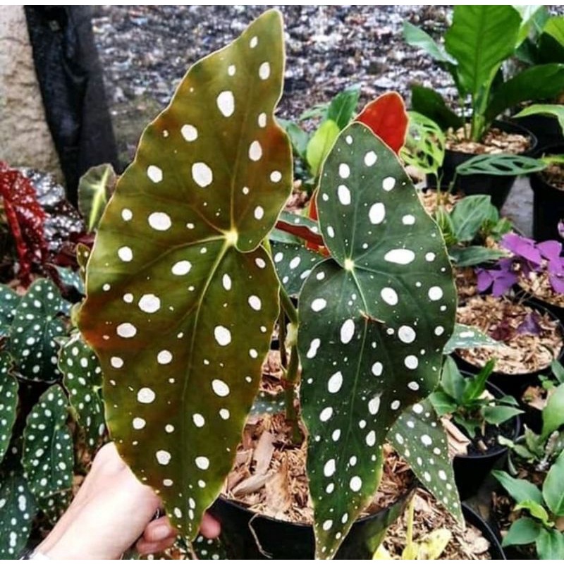 tanaman begonia polkadot - tanaman hias hidup - begonia murah