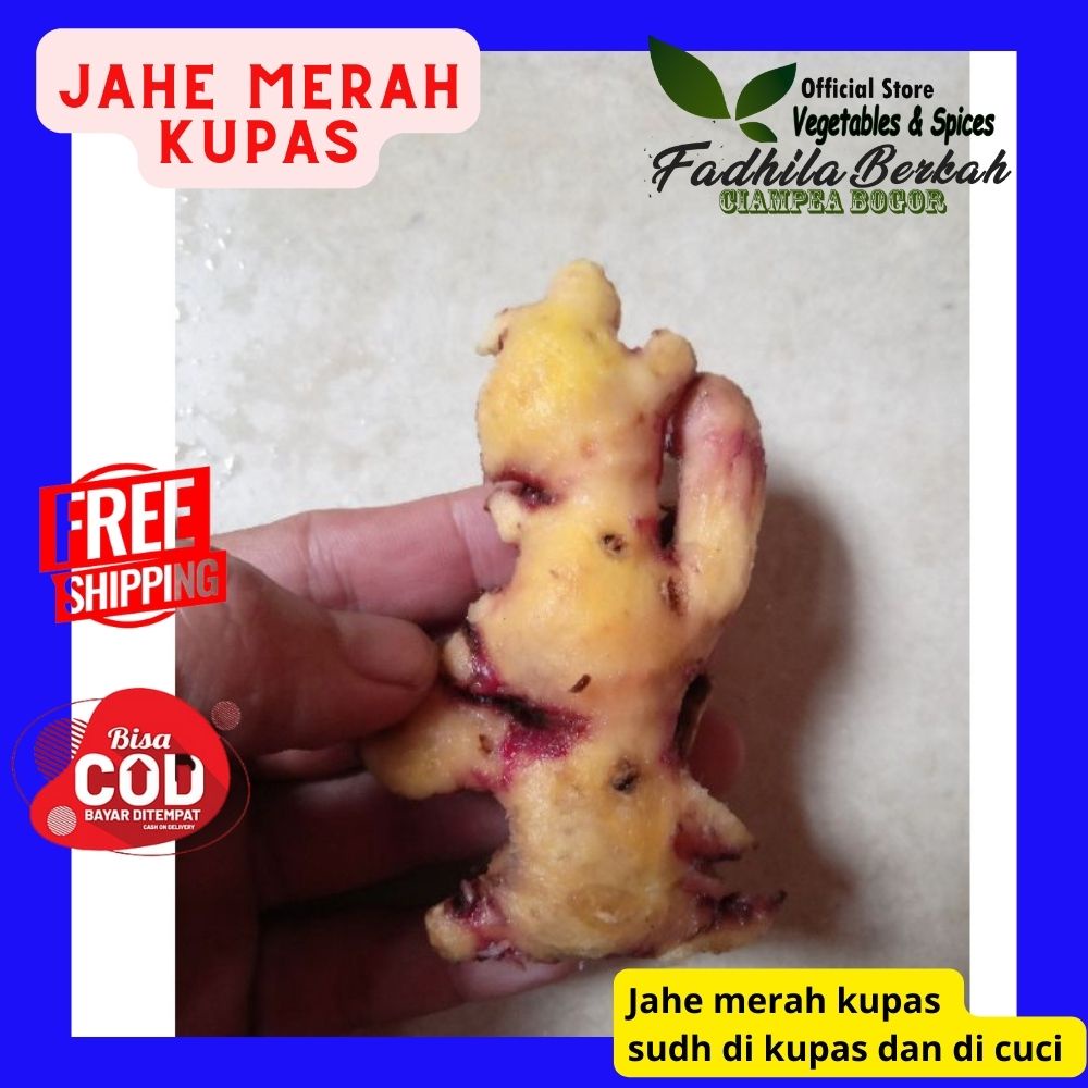 

jahe merah kupas / jahe merah cuci / jahe merah / jahe merah 1kg / jahe merah 1 kg / jahe merah segar / jahe merah asli / jahe merah segar 1kg / jahe gajah bersih / jahe emprit bersih / jahe hangat / jahe 1kg / wedang jahe/ rempah JSR