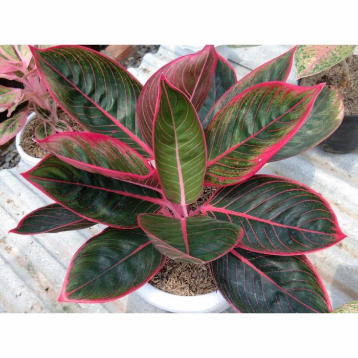 aglonema kanza anakan