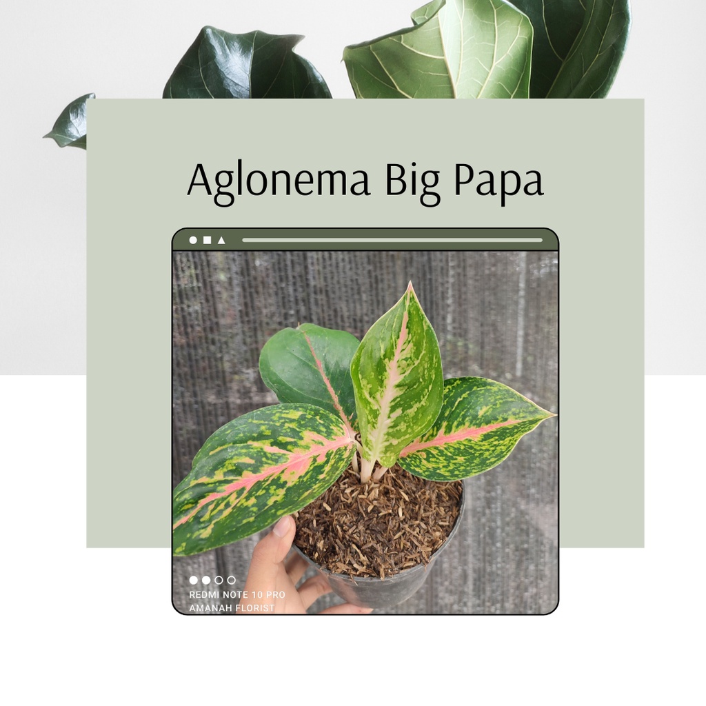 Tanaman Has Aglonema Big Papa Anakan Bibit Aglonema Big Papa Murah