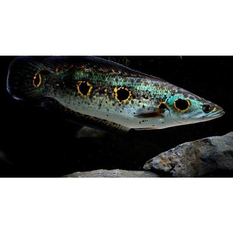 Baby Channa Pleuro 7-8cm