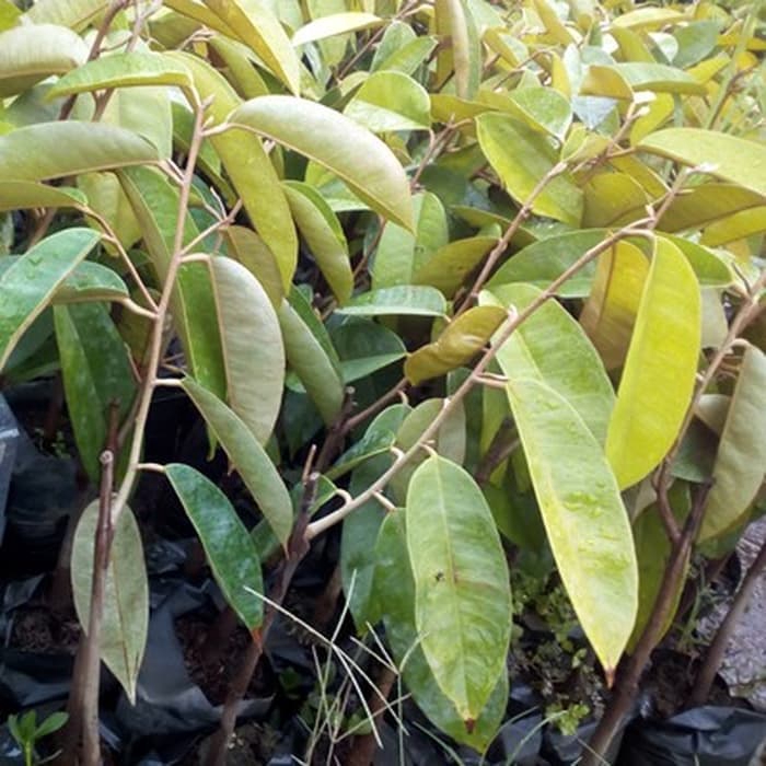 Bibit Durian Merah Banyuwangi