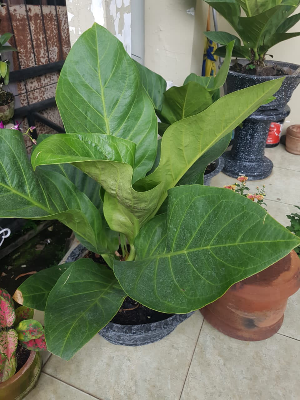 Botol Kaca Tutup Stainless 750 Ml Silicone Holder | Glass Bottle | Drinking Bottle