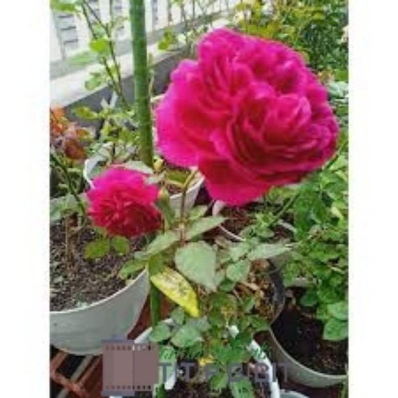 Tanaman Bunga Mawar Autumn Rouge Dewasa Berbunga Rose