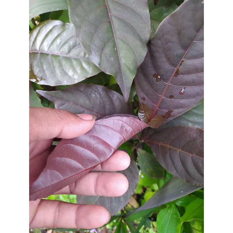 

daun unggu segar atou handelem herbal