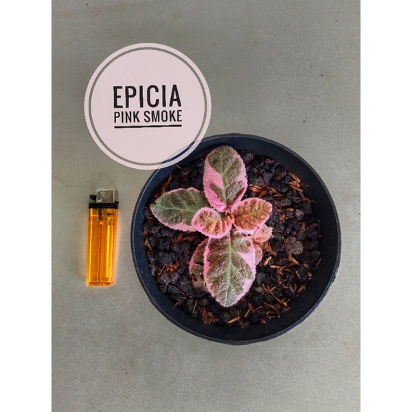 tanaman episcia pink smoke import