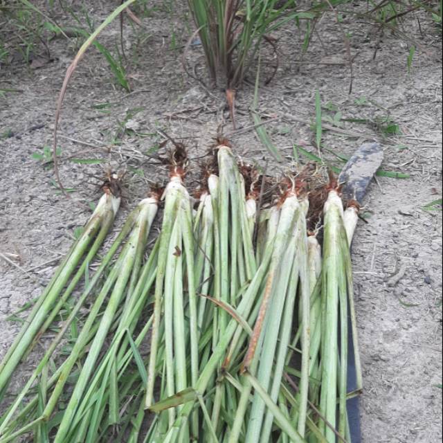 

Daun serai alami no pupuk Original No1