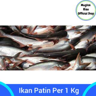 39+ Ikan keli sangkar information