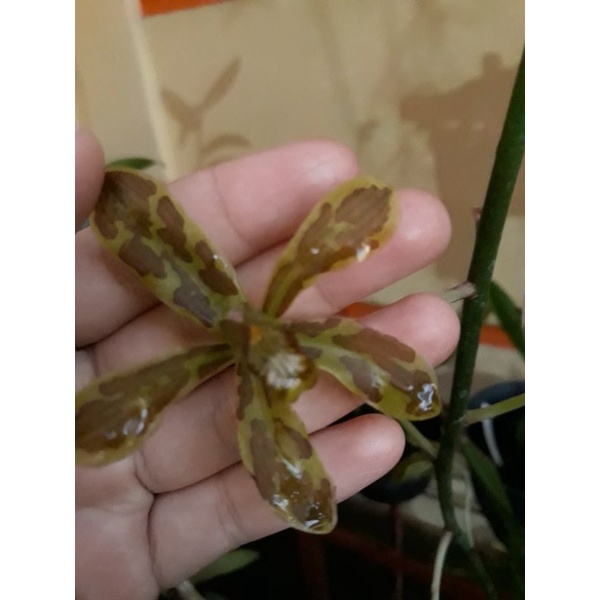 Anggrek Grammatophyllum scriptum sulawesi