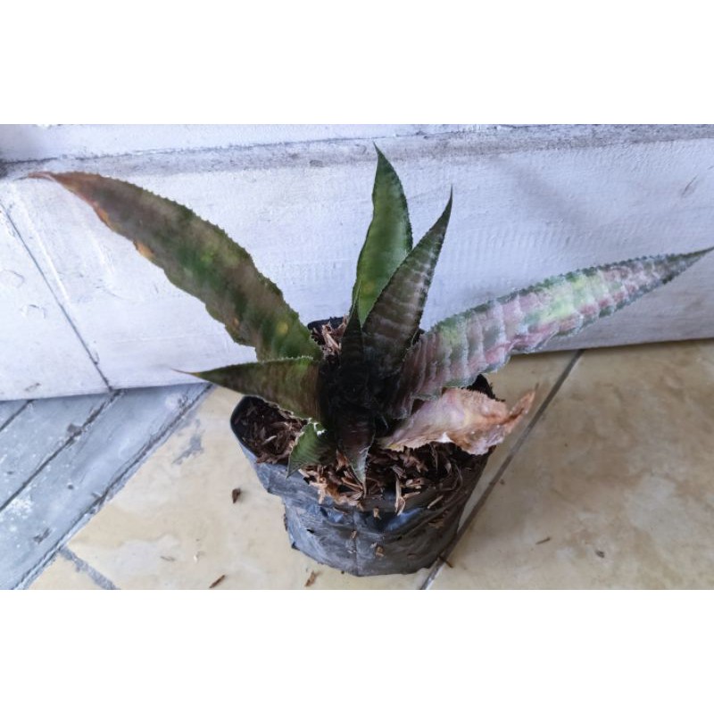 Tanaman hias Bromelia Tokek Hijau