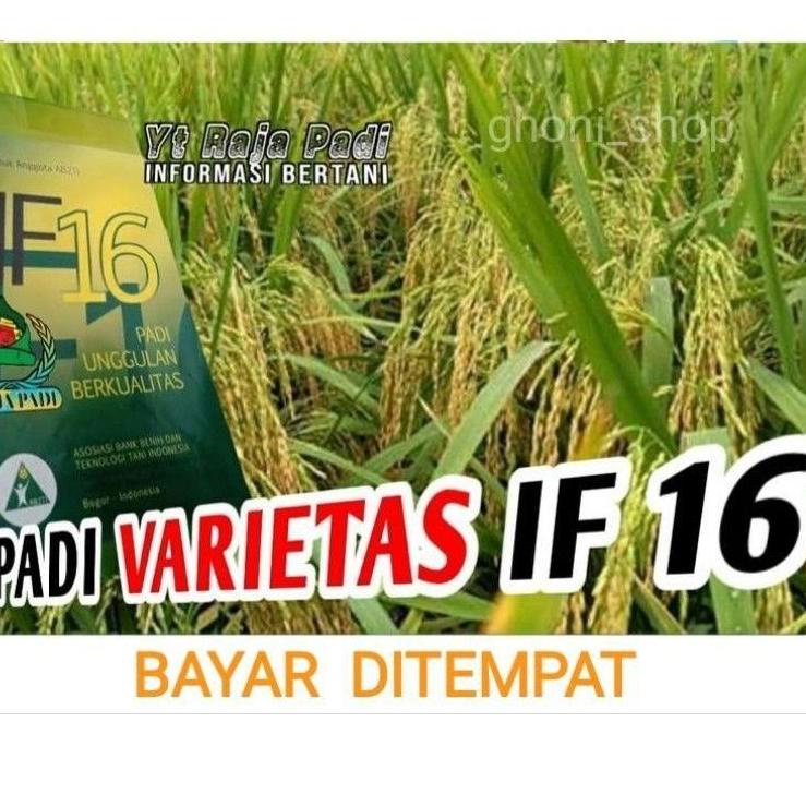 BIG SALE Benih padi unggul IF16 bibit padi IF 16 1kg murah