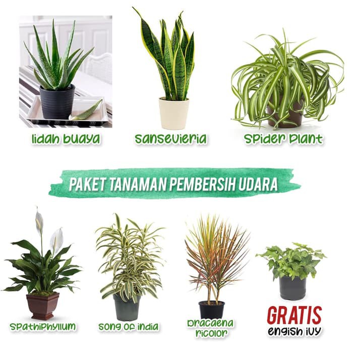 Jual Paket 6 Tanaman Pembersih Udara Indonesiashopee Indonesia 1645