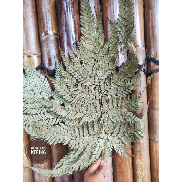 DAUN PAKIS KERING NATURAL WARNA HIASAN BUKET HAMPERS DEKORASI DRIED LEAF