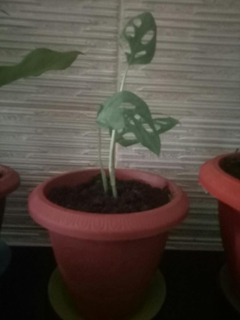  Tanaman  hias monstera janda  bolong  Shopee Indonesia