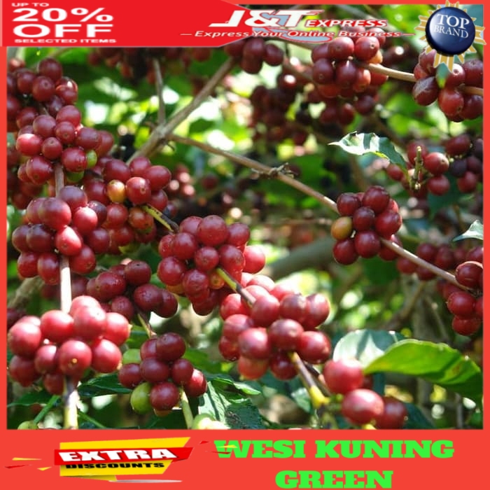 

Biji Kopi Robusta Siap Semai 1kg