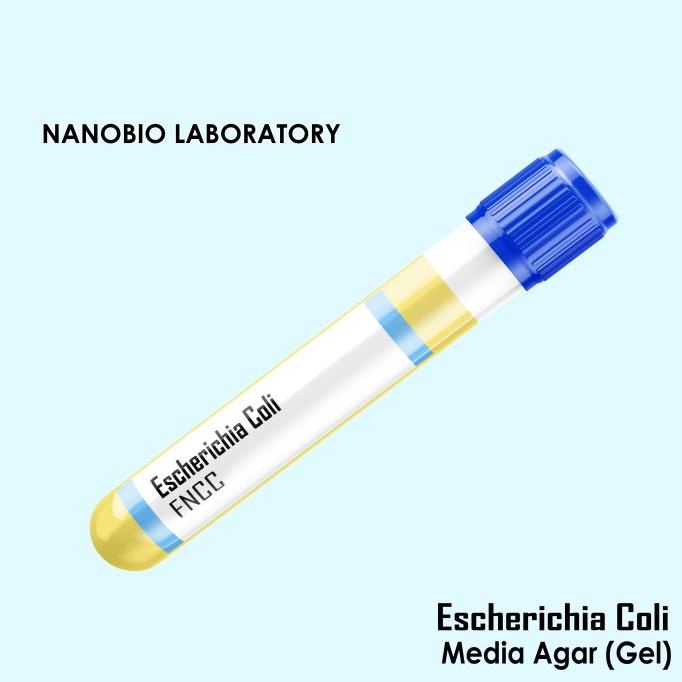 READYY Bakteri E Coli (Bahan Penelitian) / Escherichia Coli / E. Coli TERBARU