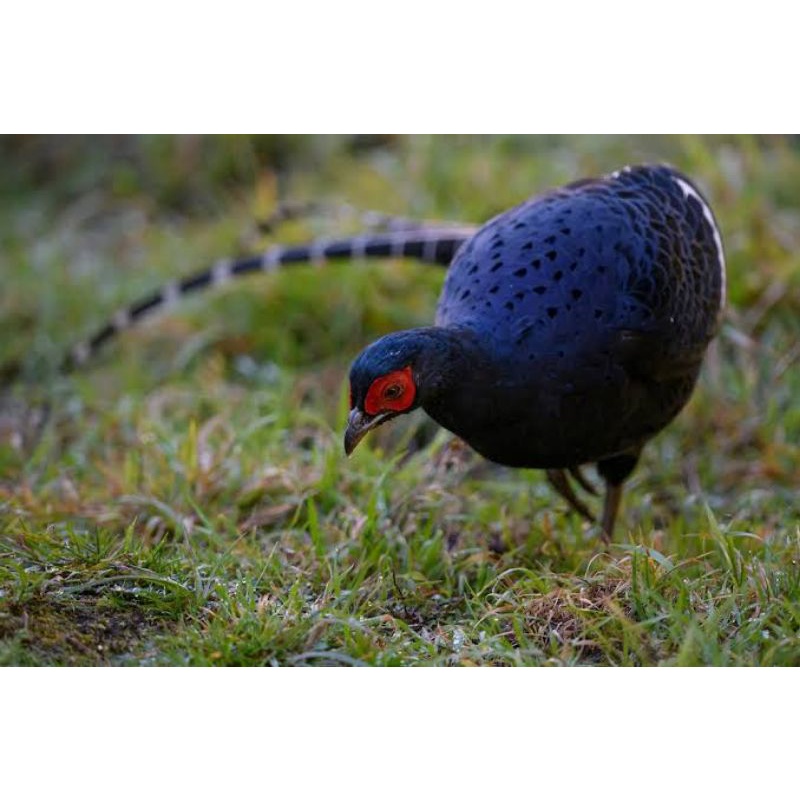 

TELUR AYAM HIAS RINGNECK MIKADO PHEASANT FERTIL UNTUK DITETASKAN