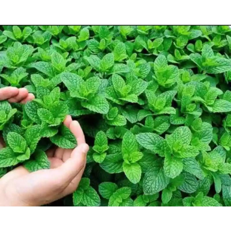 bibit daun mint daun herbar alami