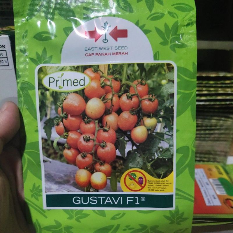 Benih tomat GUSTAVI F1 1750 butir tomat hibrida dari panah merah-Primed
