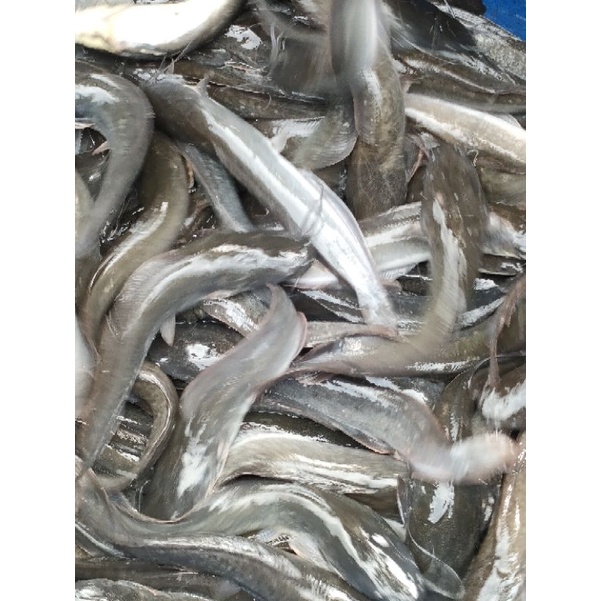 ikan lele konsumsi segar fresh