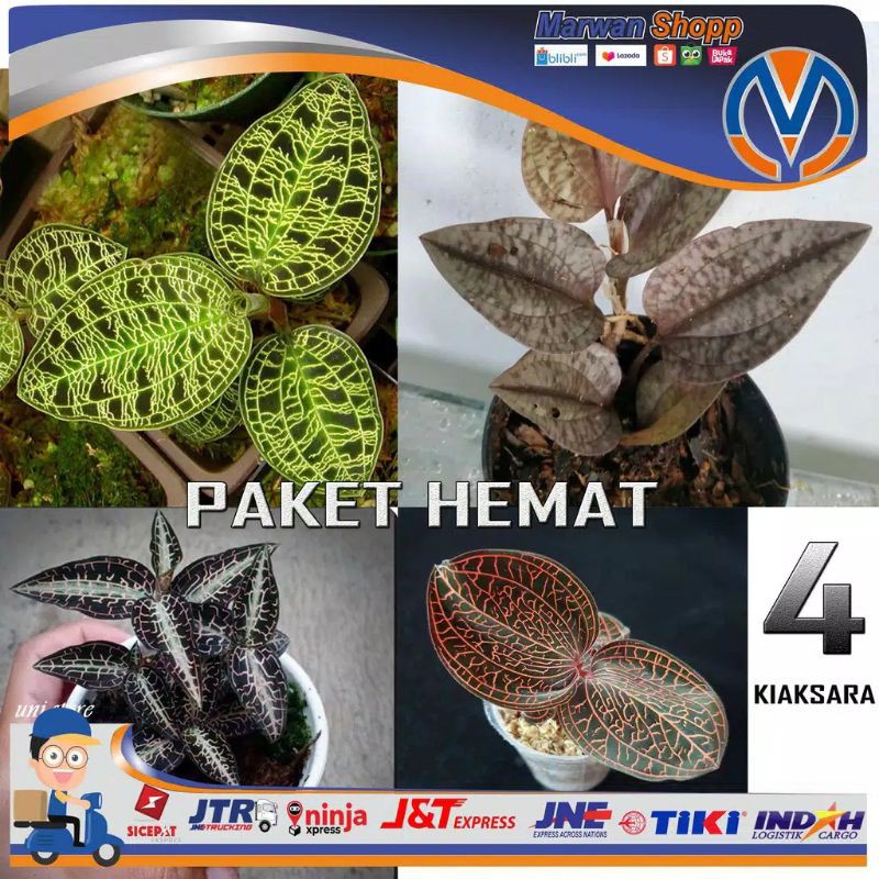 paket hemat anggrek jewel orchid kiaksara tanamnnhias anggrek jewlorchid