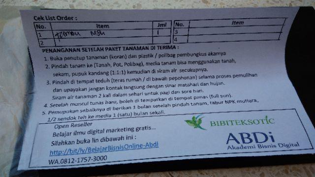 Tanaman Jambu Air Madu Deli Hijau (buy 1 Get 1)