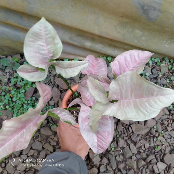 syngonium pink spot - pink Spot - singonium - bibit syngonium