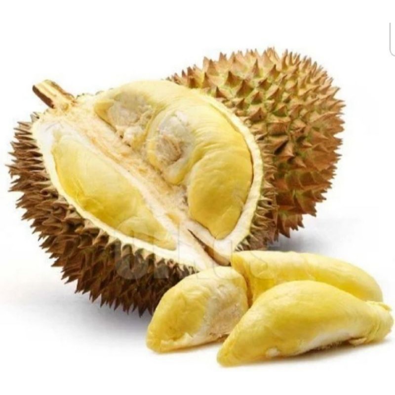 

Durian Montong Top