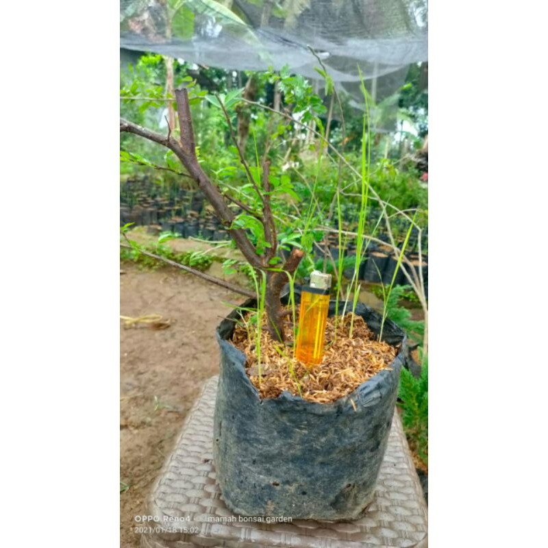 Bibit bonsai ulmus micro