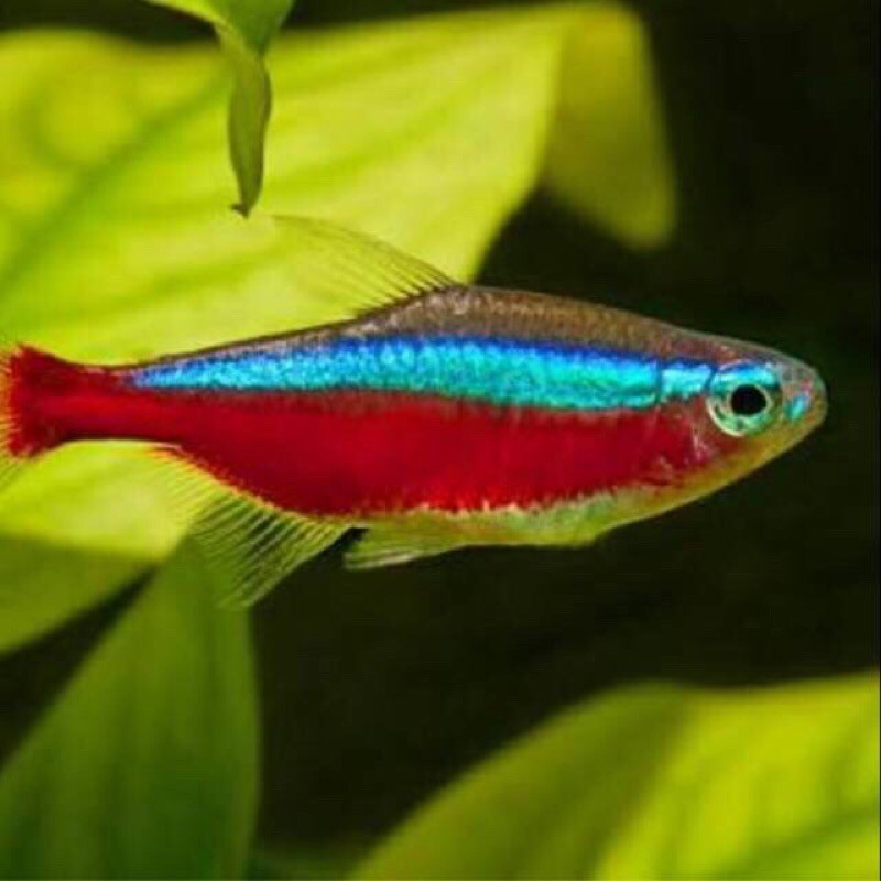 ikan neon tetra