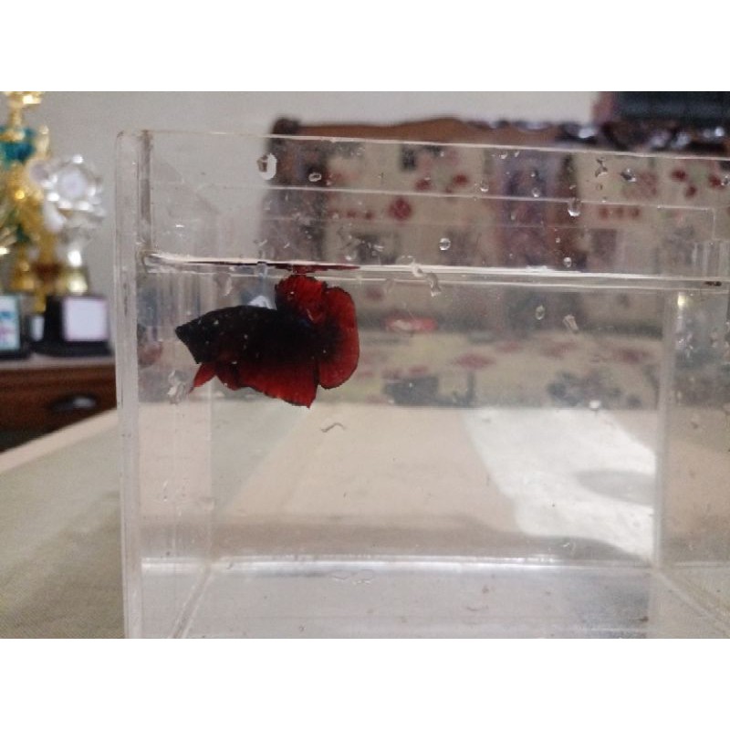 ikan cupang black vampire