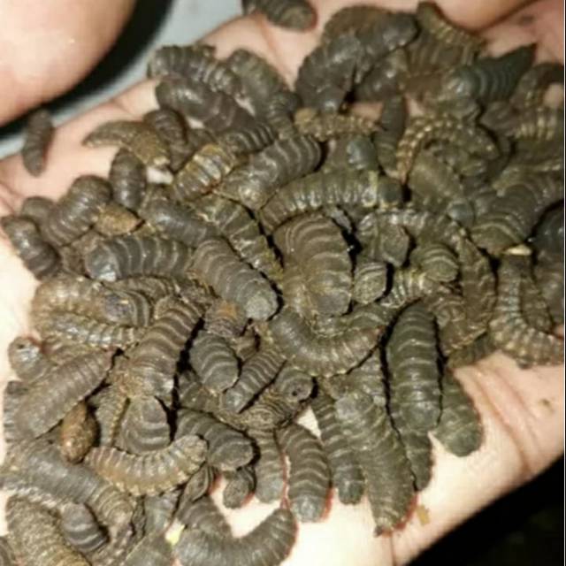 Prepupa bibit indukan lalat BSF kualitas super