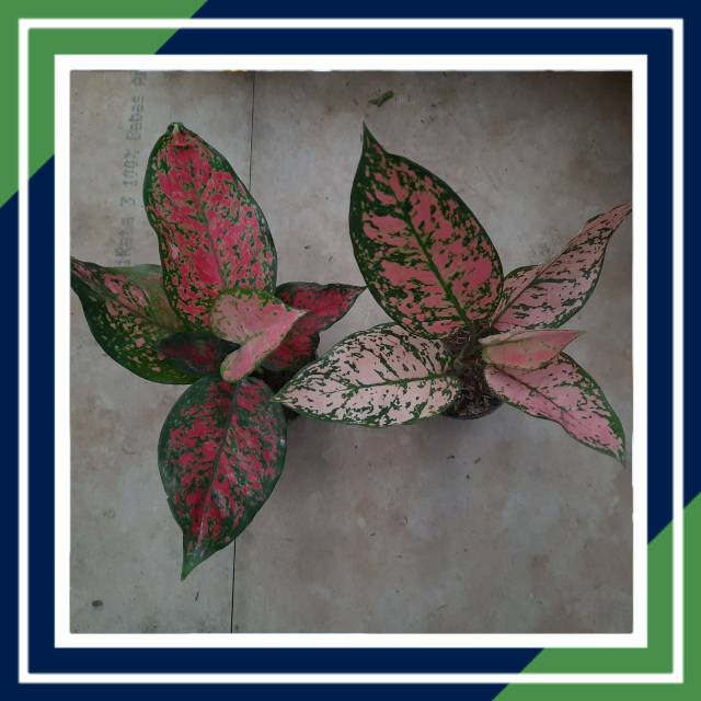 

[BISA COD] DUD ANJAMANY & LEDY VALENTINE (Aglaonema/Aglonema)