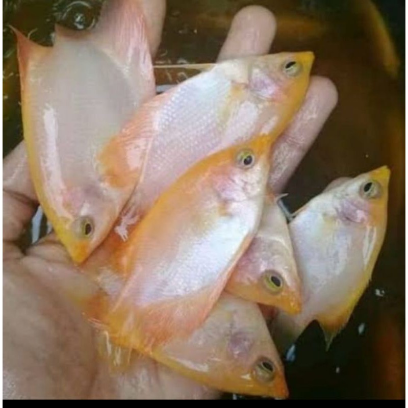ikan gurame padang