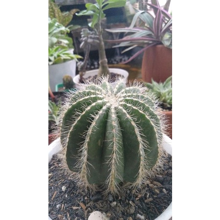 kaktus notto besar ownroot lengkap dengan media+pot