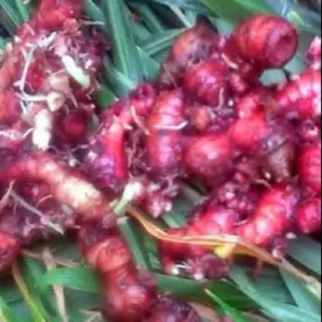 

JAHE MERAH ASLI 500 GRAM