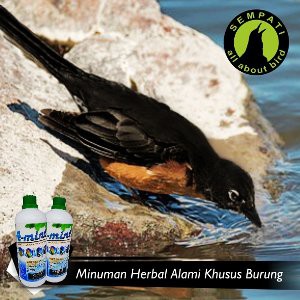 A Mint Water Sempati Air Minum Burung Lovebird Kenari Kacer Murai