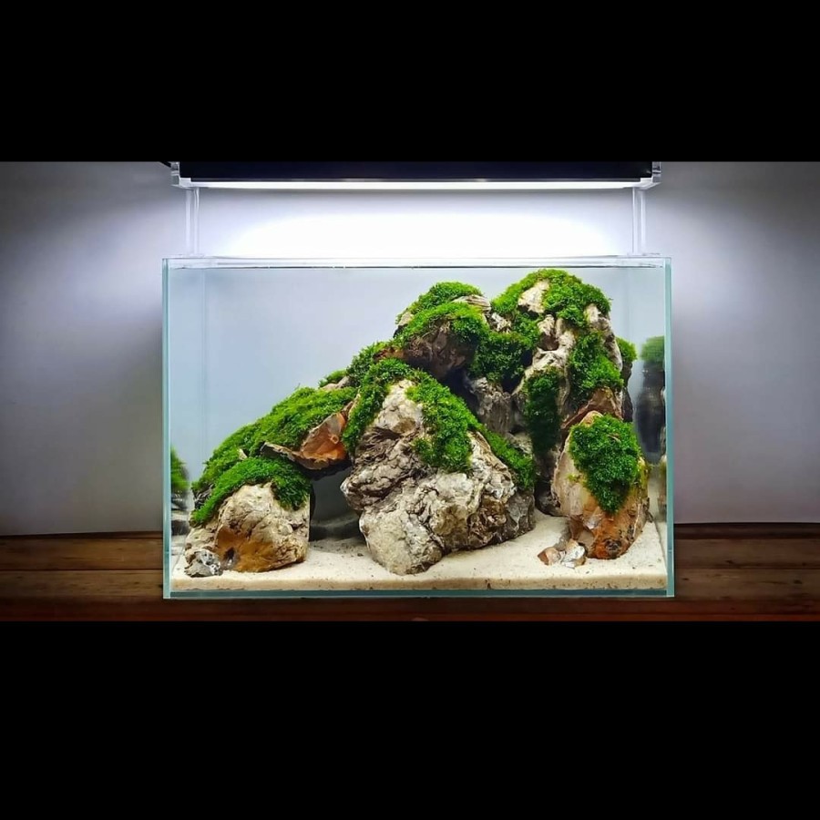 Nickz Aquascape Iwagumi Style 60cm Fullset