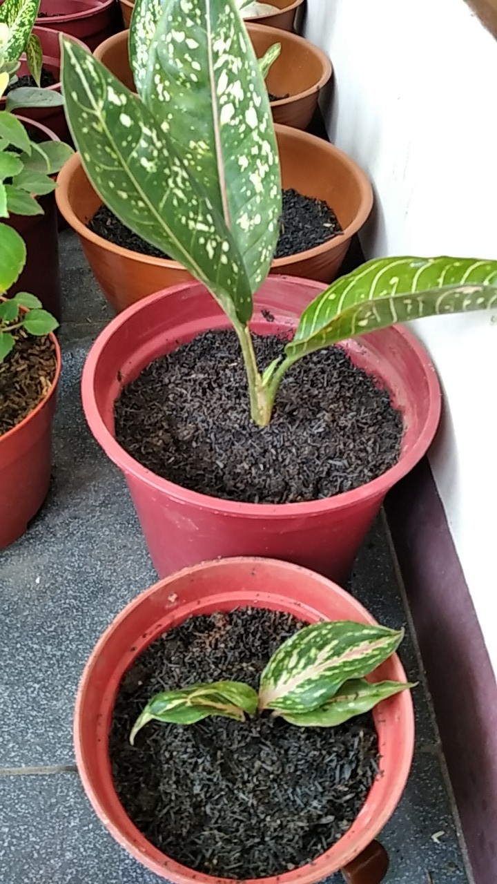 Bibit Aglonema Butterfly