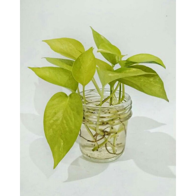 Sirih gading kuning srigading lemon love sirih gading