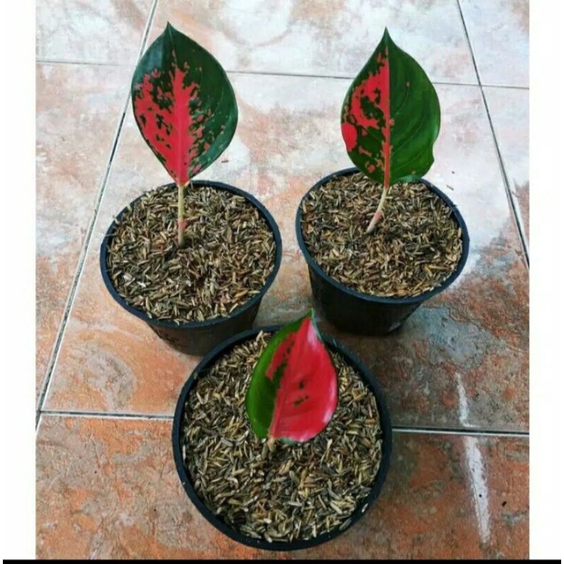 Tanaman hias aglonema SUKSOM JAIPONG//Baby aglonema Suksom Jaipong