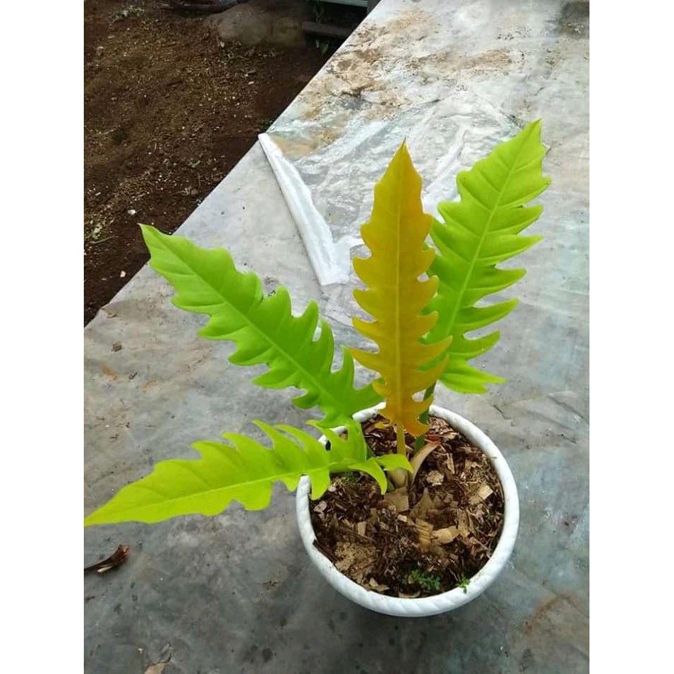 Bibit Tanaman Hias Philo Gergaji Golden