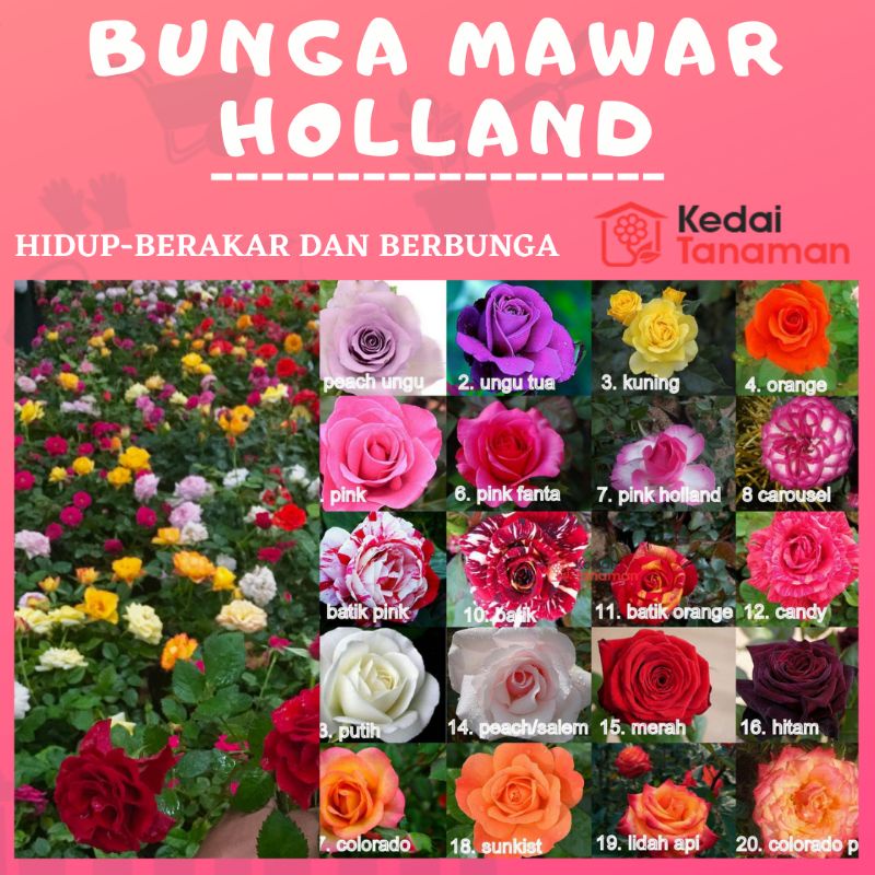 Bunga MAWAR HOLLAND - Tanaman Hidup Bunga Hias Mawar Holland Berbunga & Bergaransi