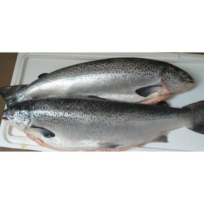 IKAN SALMON UTUH FROZEN NORWEGIAN PER EKOR