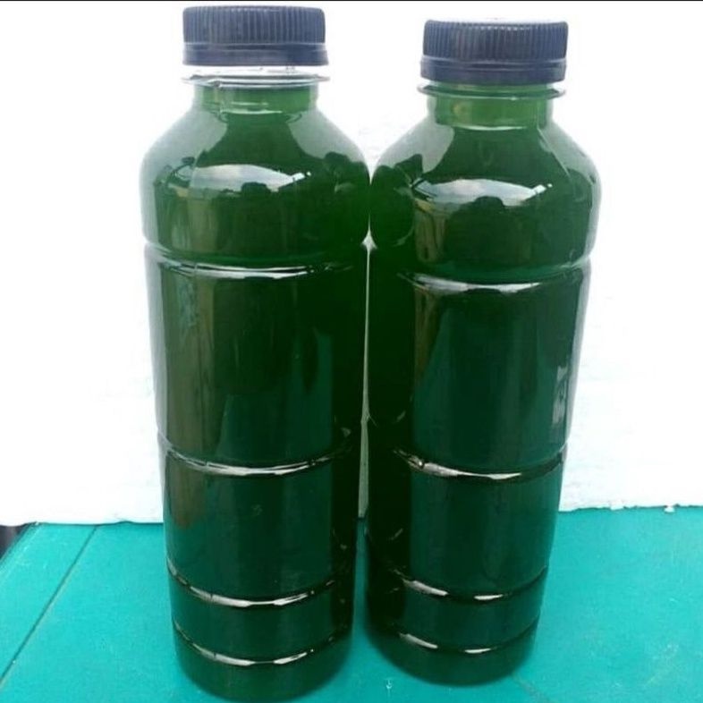 Kultur Chlorella Murni Indoor Lab Starter 1500 ml Bukan Green Water biasa  Chlorella Murni