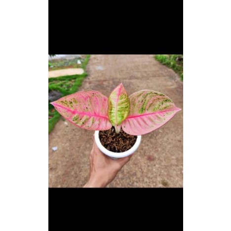 bibitan tanaman hias aglonema romantik love (RL) daun 1-3