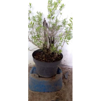 BAHAN BONSAI SANTIGI KARANG