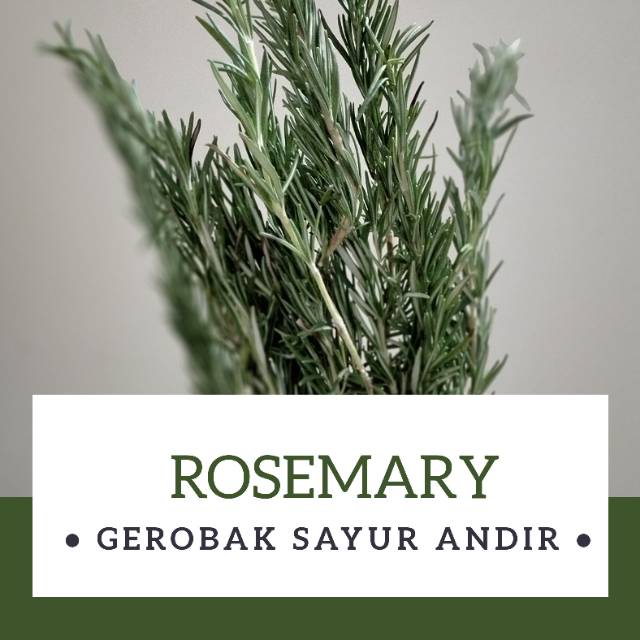 

ROSEMARY /100gr