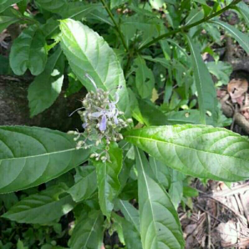 

20 lembar Daun senggugu atau srigunggu Fres,jamu obat herbal,jamu herbal,sobat tradisonal,daun fres, sringgugu daun ,daun srigugu